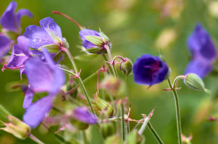 blue flowers in fieldの写真素材