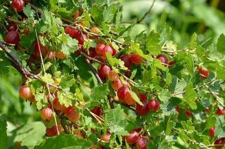 red berries on a bushの写真素材