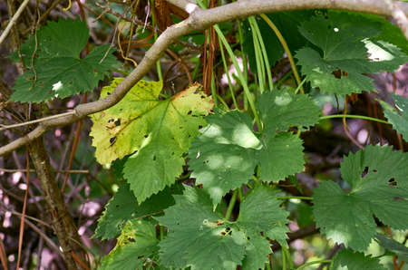 Green leafの写真素材