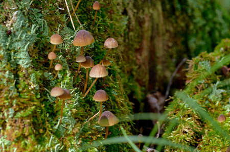 mushrooms in the forestの写真素材