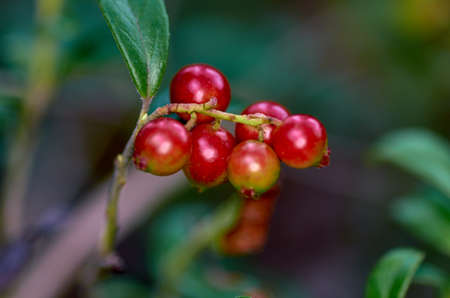 Cranberries in the forestの写真素材