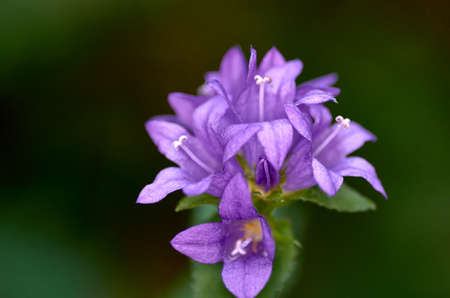 Forest flowersの写真素材