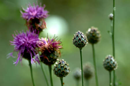 Flower and budsの写真素材