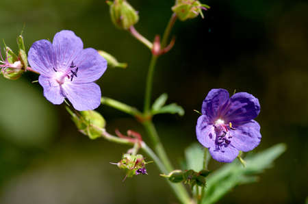 purple flowerの写真素材
