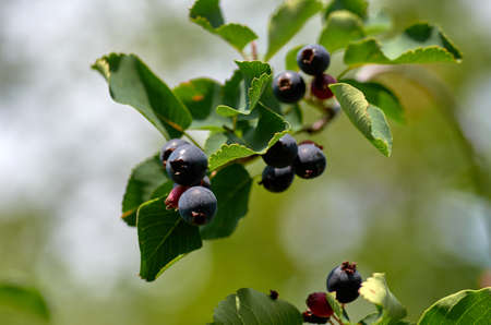 Ripe berries on a branchの写真素材