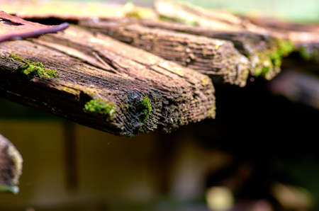 green moss on the boardの写真素材