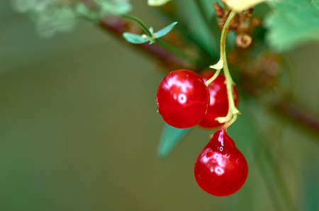 Red currantの写真素材