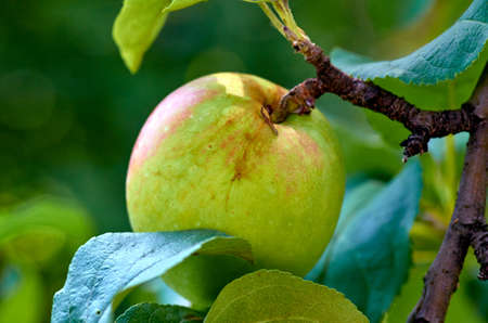 Apples on a branchの写真素材