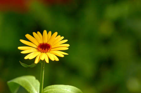 yellow flower on green backgroundの写真素材