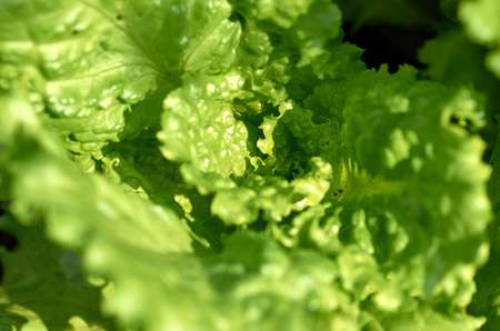 fresh green lettuce in the gardenの写真素材