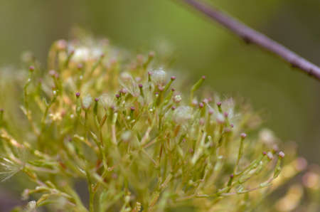 Fluff on the grassの写真素材