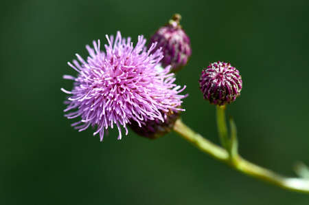 thistle flowerの写真素材