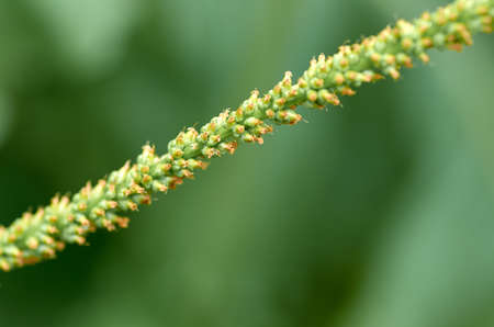 A stalk of grassの写真素材