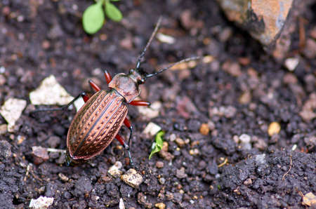 Beetle on the groundの写真素材
