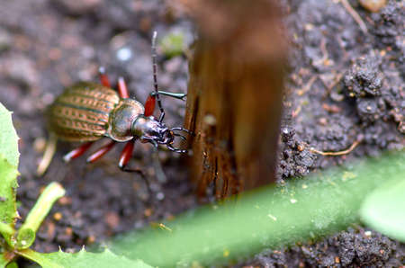 Beetle on the groundの写真素材