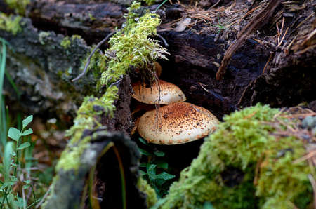 mushroom in the forestの写真素材