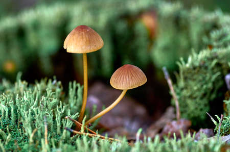 Mushrooms and mossesの写真素材