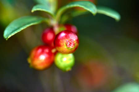 The red cranberriesの写真素材