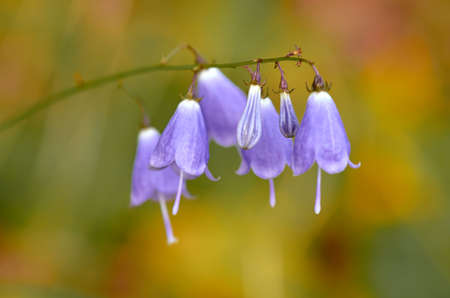 Bells on a branchの写真素材