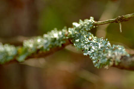 tree branch with lichenの写真素材