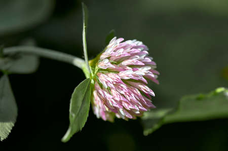 pink flower
