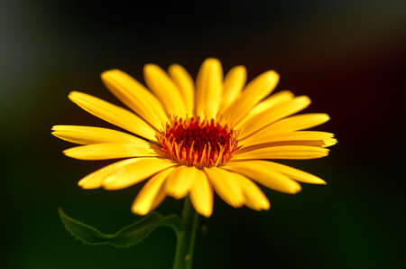 yellow flower on a dark backgroundの写真素材