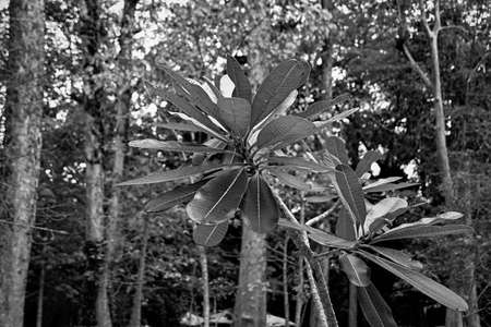 Leaves of a young palm treeの写真素材