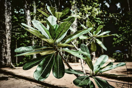 Young palm tree