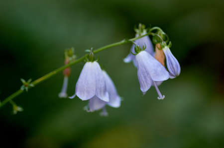 Flowers bellsの写真素材