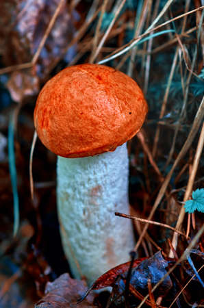 mushrooms in the forestの写真素材