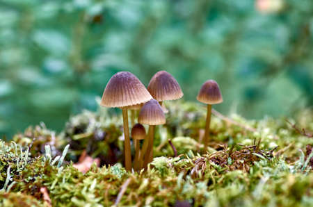 Small mushrooms in the forestの写真素材