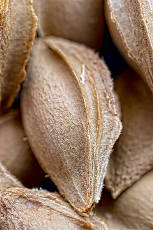 Apricot kernel