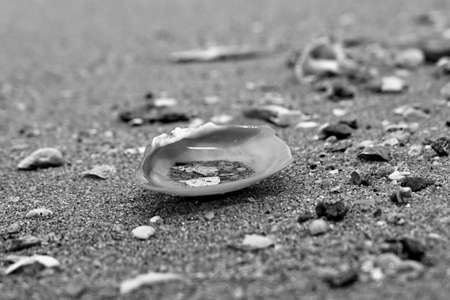 Shell on the sea in black and white image