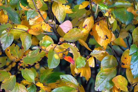 autumn leaves on a branch