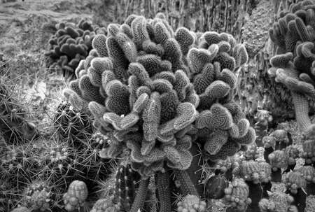 Cactus in monochrome imageの写真素材
