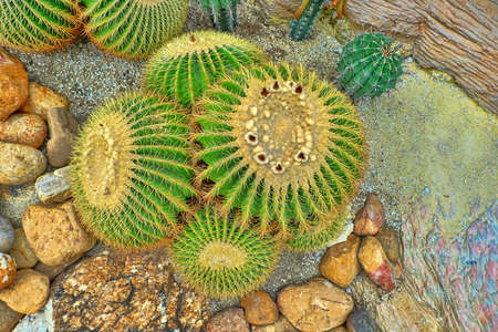 Cacti in a tropical gardenの写真素材