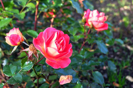 pink rose in the gardenの写真素材