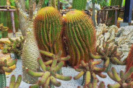 Cacti and stones