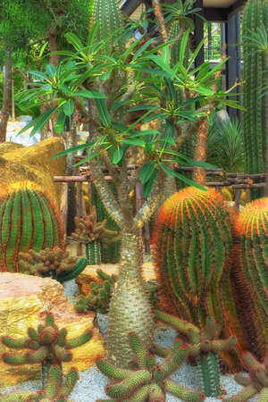 Cacti and stonesの写真素材