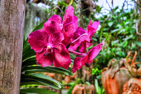 Colorful orchidの写真素材