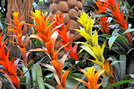 Beautiful flowersの写真素材