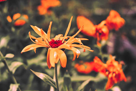 Yellow flowers in the gardenの写真素材