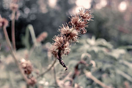 flowers in autumnの写真素材