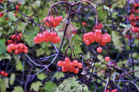 Viburnum red