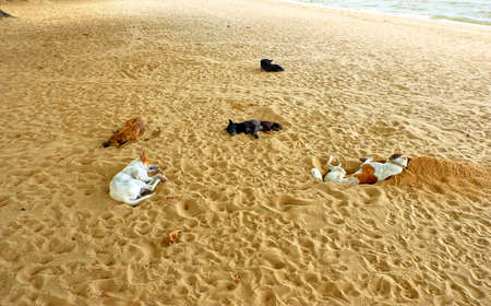Sleeping dogs on the beachの写真素材