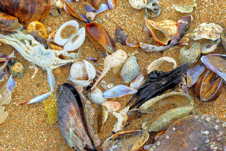 Lots of shells on the sand