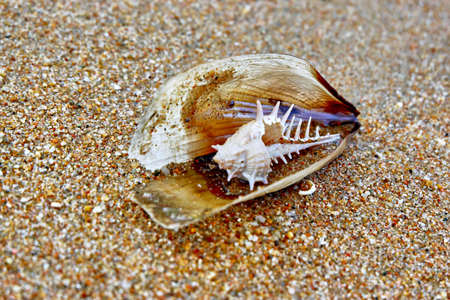 shells on the sand