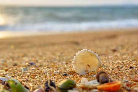Seashells on the shore
