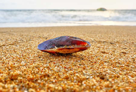 Seashells on the seashore