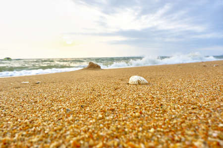 Seashells on the seashore